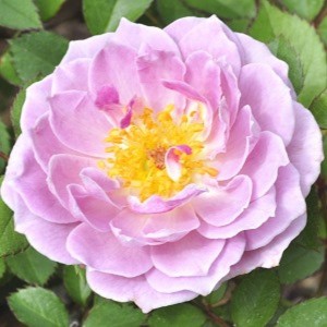 LAVENDER LACE (miniature)